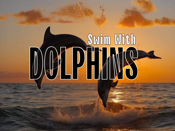 Swim with Dolphins