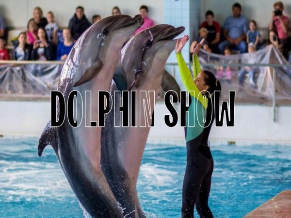 Dolphin Show