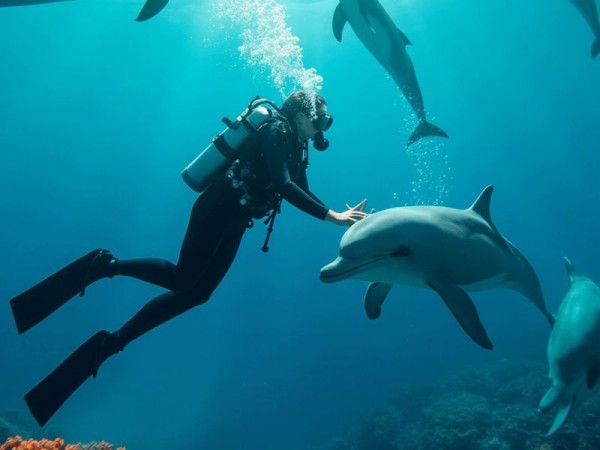 Snorkeling and Dolphins Day